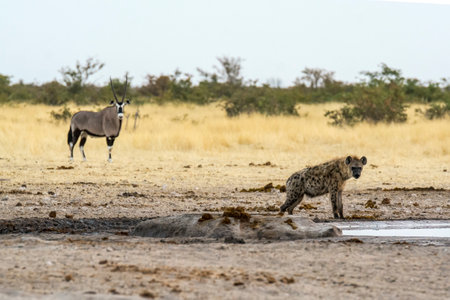 Hyena in the Okavango Delta - Botswanaの写真素材