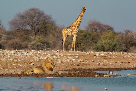 Lion and giraffe at a waterhole in Etosha National Park, Namibia