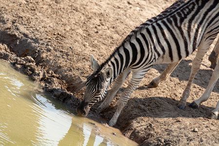 Plains zebra (Equus quagga) drinking at a waterhole.の写真素材