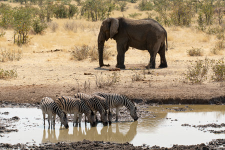 Elephants drinking at a waterhole in Chobe National Park, Botswana, Africa