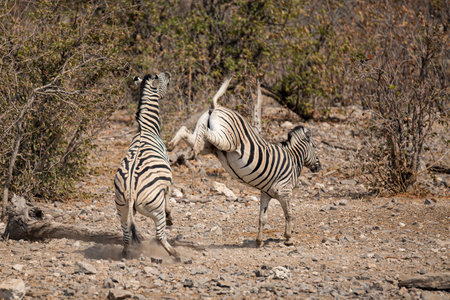 Zebra in the Etosha National Park, Namibia.の写真素材