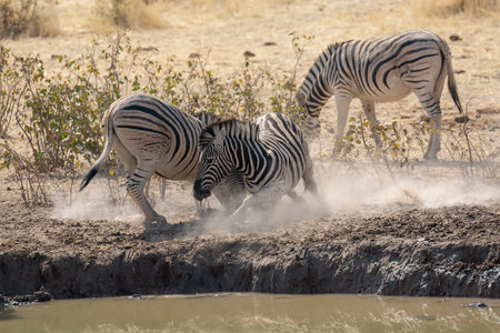 Zebras in the Etosha National Park, Namibiaの写真素材
