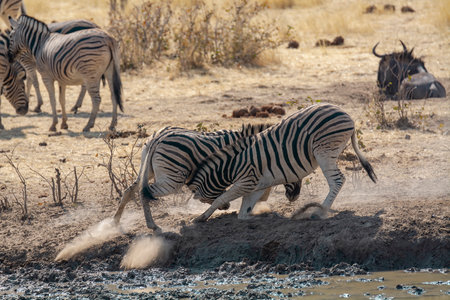 Zebras at a waterhole in Etosha National Park in Namibiaの写真素材
