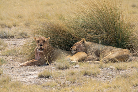 Lioness and lion cub lying in grass in Etosha National Park, Namibiaの写真素材