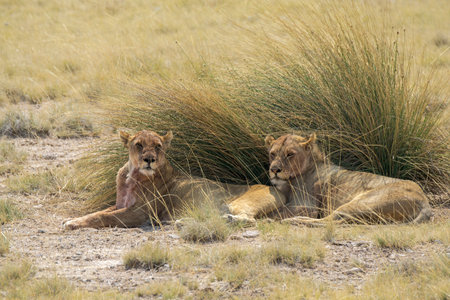 Lioness and lion cubs in the Etosha National Park in Namibiaの写真素材