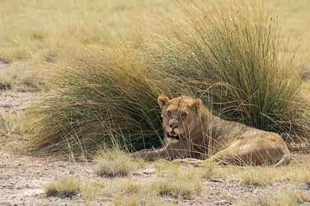 Lion in the Etosha National Park, Namibia.の写真素材
