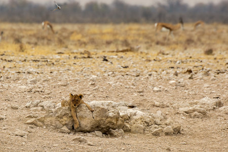 Lion in the Etosha National Park, Namibiaの写真素材