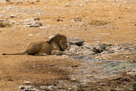 Lion in the Etosha National Park, Namibia.の写真素材