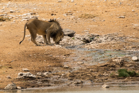 Lion at waterhole in Etosha National Park, Namibiaの写真素材