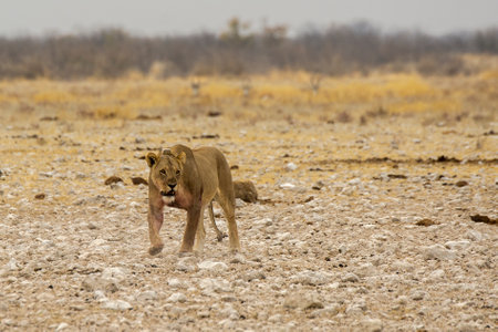 Lioness walking in Etosha National Park, Namibiaの写真素材