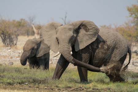 Elephants in Chobe National Park, Botswana, Africaの写真素材