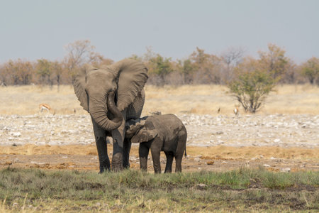 Elephant Family in Chobe National Park, Botswana, Africaの写真素材
