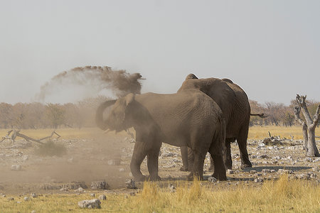Elephants in the Etosha National Park, Namibiaの写真素材