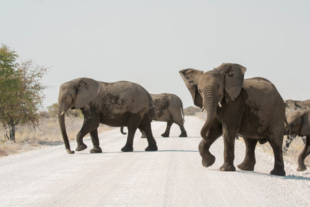 Elephants in Chobe National Park, Botswana, Africaの写真素材