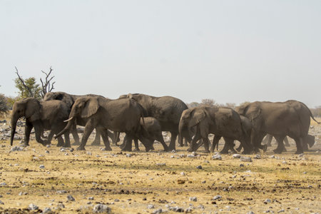 Elephants in Chobe National Park, Botswana, Africaの写真素材