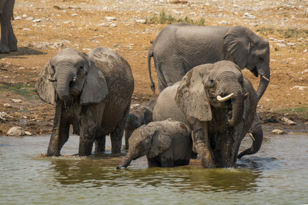 Elephants at a waterhole in Chobe National Park, Botswana, Africaの写真素材