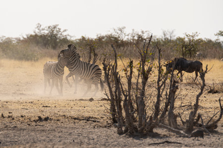 Zebras in Etosha National Park, Namibia, Africaの写真素材