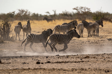 Burchell's zebra (Equus quagga burchelli) in Etosha National Park, Namibiaの写真素材