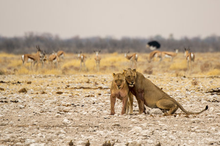Lion and leo in Etosha National Park, Namibiaの写真素材