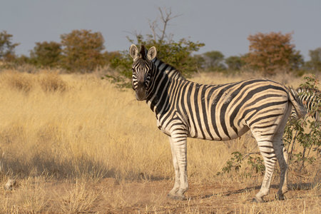 Plains zebra (Equus quagga burchellii)の写真素材