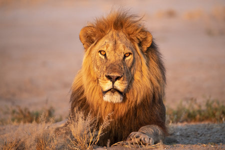 Lion in the Etosha National Park, Namibia.の写真素材