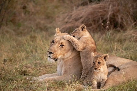 Lioness and lion cubs playing together in Serengeti National Park, Tanzaniaの写真素材
