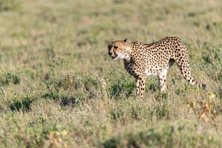 Cheetah standing in the grass in Maasai Mara National Park in Kenyaの写真素材