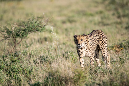 Cheetah in the savannah of Maasai Mara National Park in Kenya
