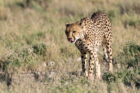 Cheetah in the savannah of Maasai Mara National Park in Kenyaの写真素材