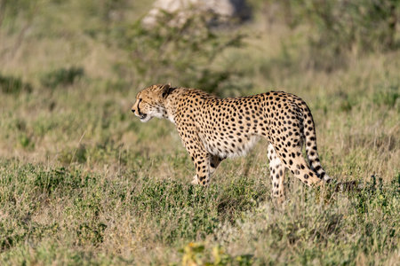 Cheetah (Acinonyx jubatus) in the savannahの写真素材