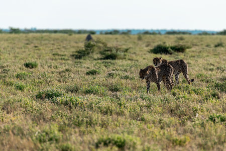 Cheetah and cubs in Serengeti National Park, Tanzaniaの写真素材