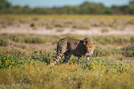 Cheetah in the Okavango Delta - Moremi National Park in Botswana