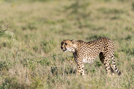 Cheetah (Acinonyx jubatus), Maasai Mara National Park, Kenyaの写真素材