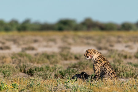Cheetah sits in the grass in the Chobe National Park, Botswana.の写真素材