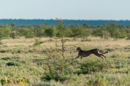 Cheetah running in the grass in the Okavango Delta, Botswana.の写真素材