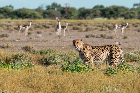 Cheetah in the Okavango Delta - Moremi National Park in Botswanaの写真素材