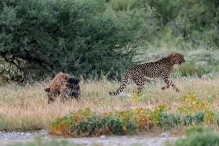Cheetah in the Okavango Delta - Moremi National Park in Botswanaの写真素材
