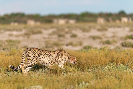 Cheetah (Acinonyx jubatus) in the Etosha National Park, Namibiaの写真素材