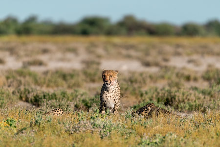 Cheetah (Acinonyx jubatus) in Etosha National Park, Namibiaの写真素材
