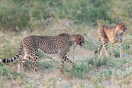 Cheetah (Acinonyx jubatus) with cub, Masai Mara National Park, Kenyaの写真素材