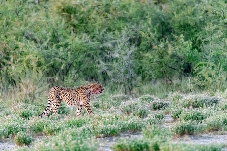 Cheetah (Acinonyx jubatus) in the Chobe National Park, Botswana.の写真素材