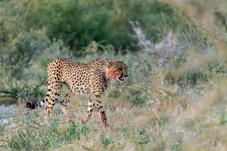 Cheetah walking in grass in Kruger National Park, South Africa ; Species Acinonyx jubatus family of Felidaeの写真素材