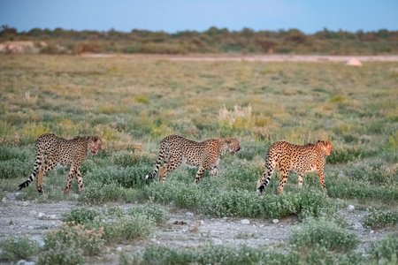Cheetah in the Okavango Delta - Moremi National Park in Botswana