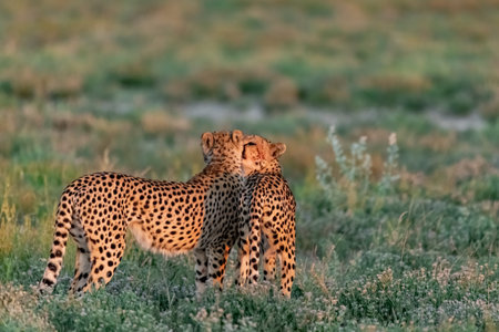 Cheetah (Acinonyx jubatus) in the grass in the Chobe National Park, Botswana.の写真素材