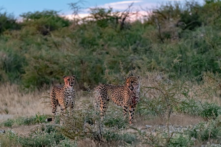 Cheetah mother and cub walking in savannah, Maasai Mara National Park, Kenya, Africaの写真素材