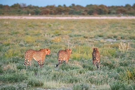 Cheetah in the Okavango Delta - Moremi National Park in Botswanaの写真素材