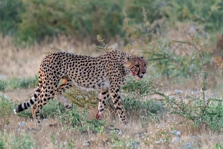 Cheetah (Acinonyx jubatus) walking in the savannahの写真素材