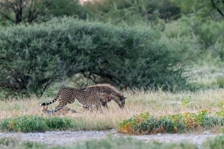 Cheetah in the Okavango Delta - Moremi National Park in Botswanaの写真素材