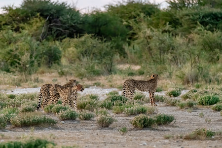 Cheetah in the Chobe National Park, Botswana.の写真素材