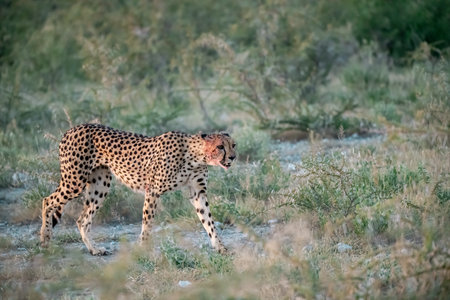 Cheetah (Acinonyx jubatus) in the Chobe National Park, Botswana.の写真素材